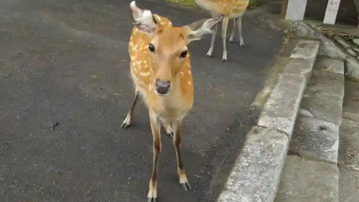 金華山黄金山神社の動物