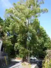 宇賀多神社の自然