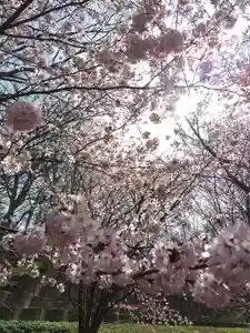 厚別神社(北海道)(2023年04月21日(金) 09時55分35秒投稿)