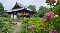 般若寺 ❁コスモス寺❁(奈良県)