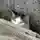 番猫さんのプロフィール画像
