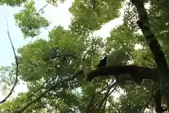 金神社の動物