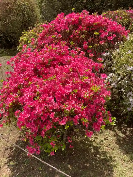 箱根神社の自然