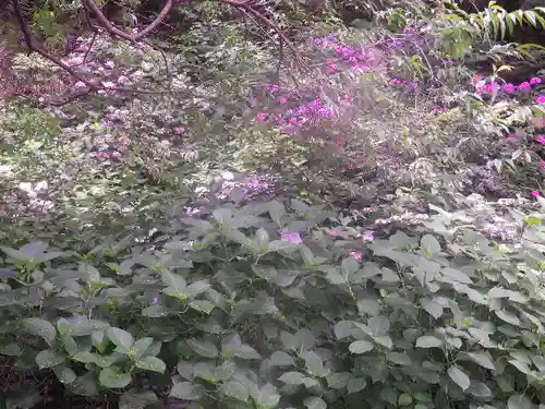 御霊神社の自然