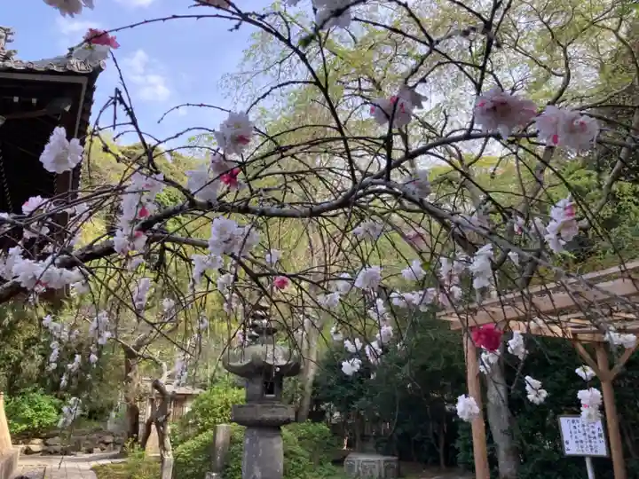 安國論寺(安国論寺)の自然