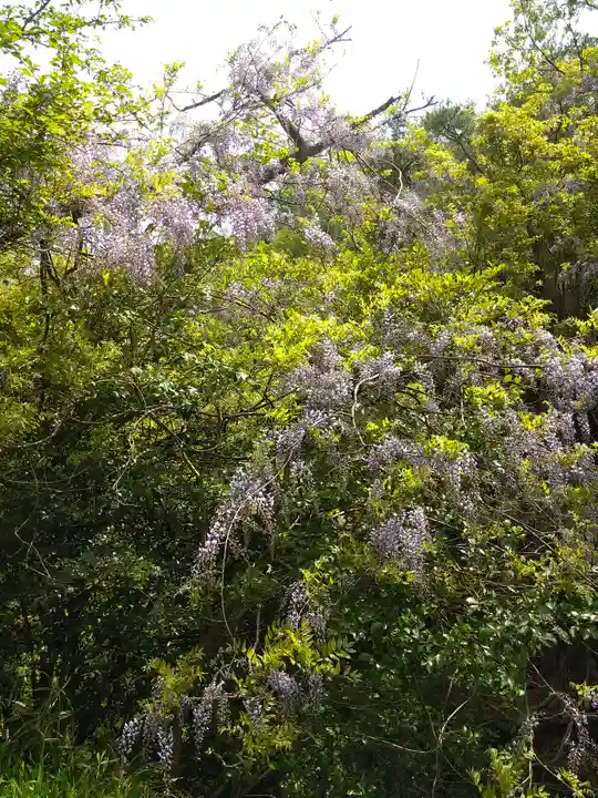 弁財天宮の自然