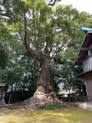 川津来宮神社(静岡県)