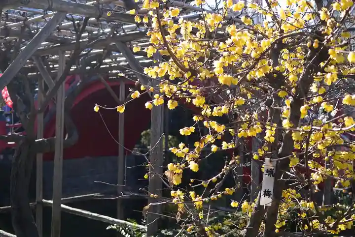 亀戸天神社(東京都)