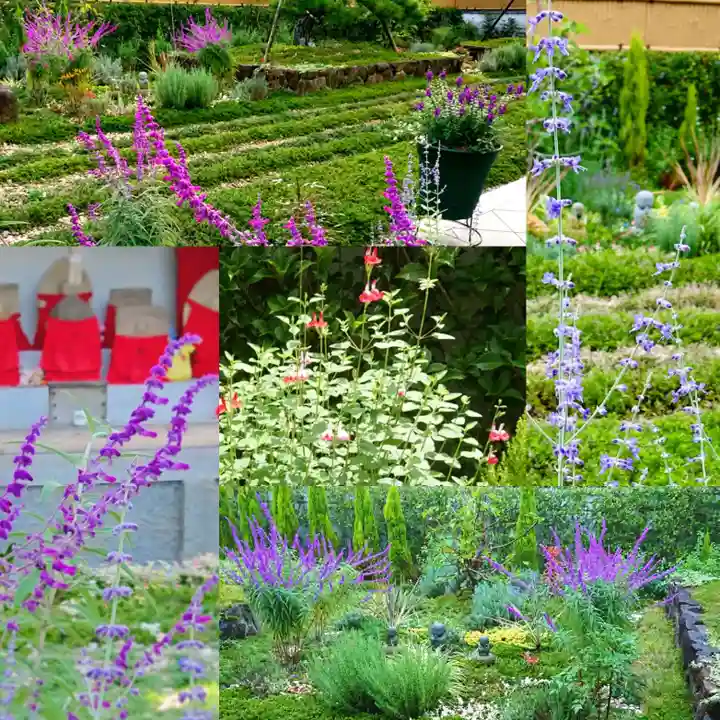寿量山 速成寺の自然