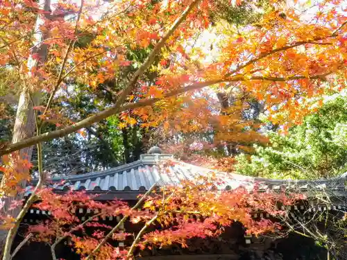 安國論寺（安国論寺）の自然