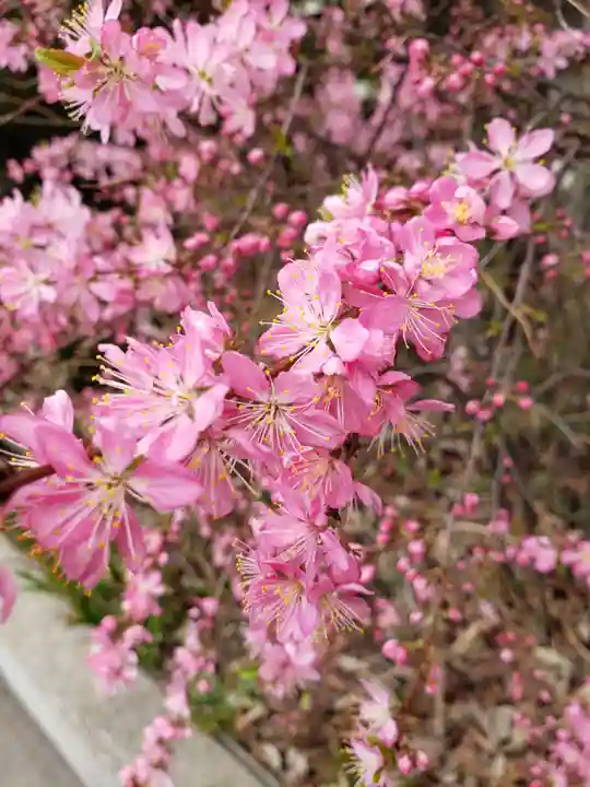 鷺宮八幡神社の自然