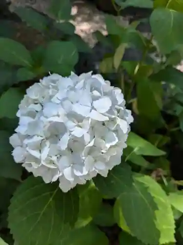 琴似神社(北海道)