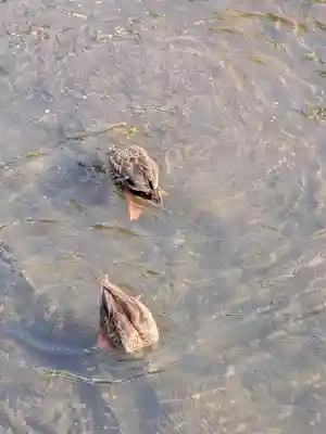 下高井戸八幡神社(東京都)