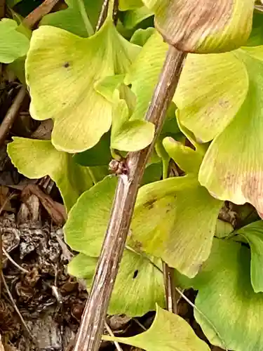 宇賀神社(京都府)
