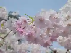 志波彦神社・鹽竈神社の自然