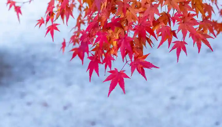 今宮神社(京都府)