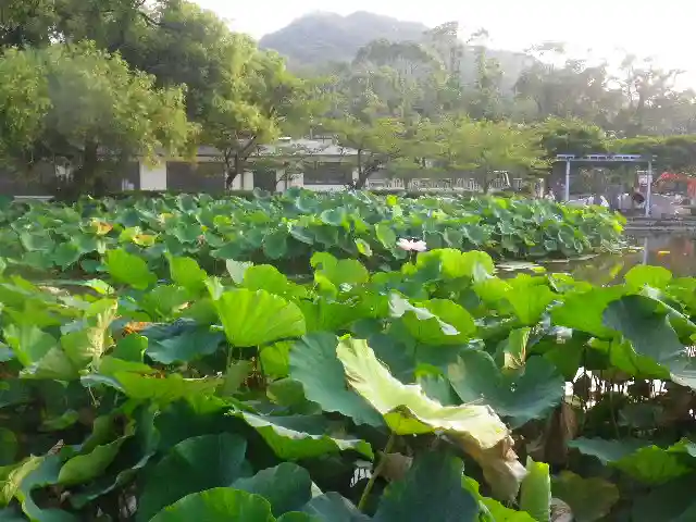 鶴岡八幡宮の庭園
