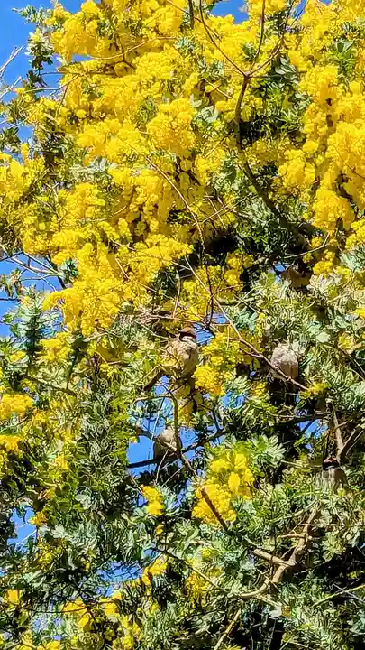 蔵前神社の動物