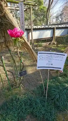 上野東照宮の自然