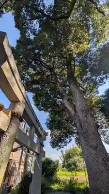 八幡宮社(小金岐八幡宮)(京都府)