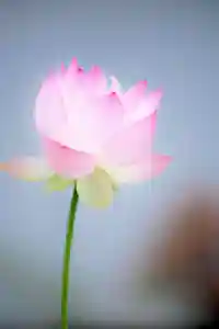 浄土寺(兵庫県)(2023年06月26日(月) 08時34分27秒投稿)