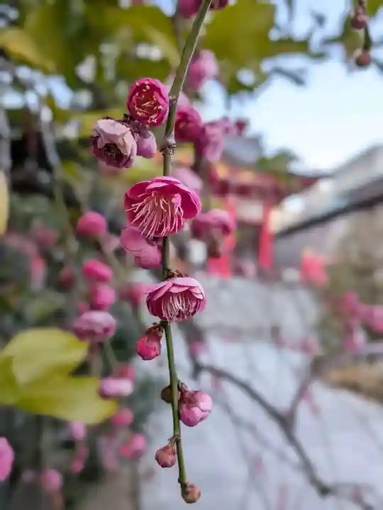 成子天神社(東京都)