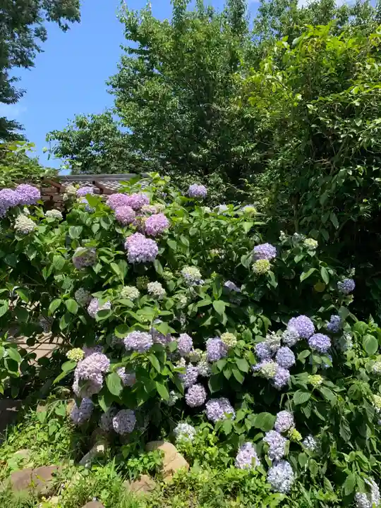 般若寺 ❁コスモス寺❁(奈良県)