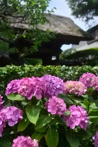 極楽寺（霊鷲山感應院極楽律寺）の庭園