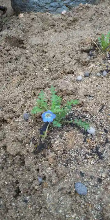 大鏑神社の自然