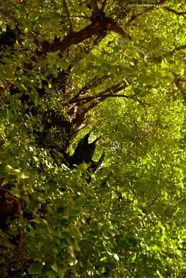 飛木稲荷神社(東京都)