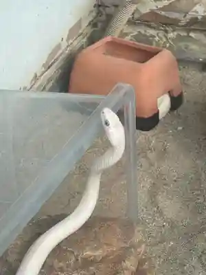 赤水蛇石神社(熊本県)