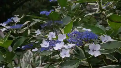 平野神社の自然