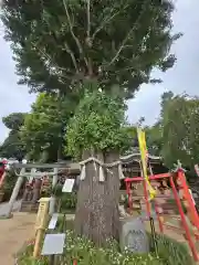 川越八幡宮(埼玉県)