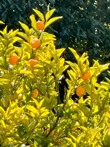 廬山寺（廬山天台講寺）(京都府)