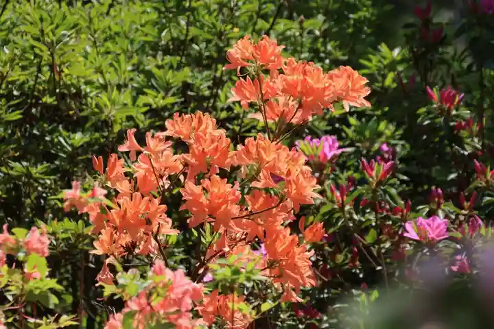 開成山大神宮の庭園