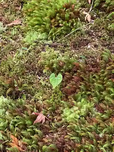 三千院門跡の自然
