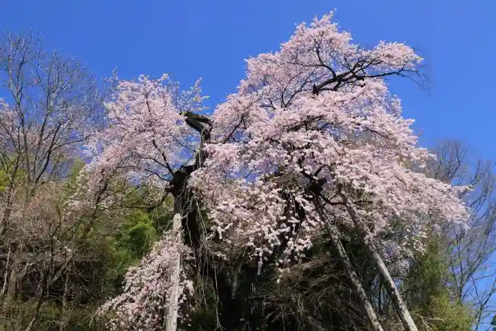 蓮華寺の自然