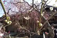 菅原天満宮（菅原神社）の自然