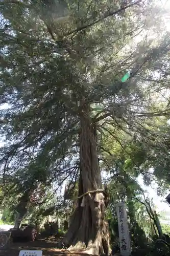善養寺（善養密寺）(東京都)