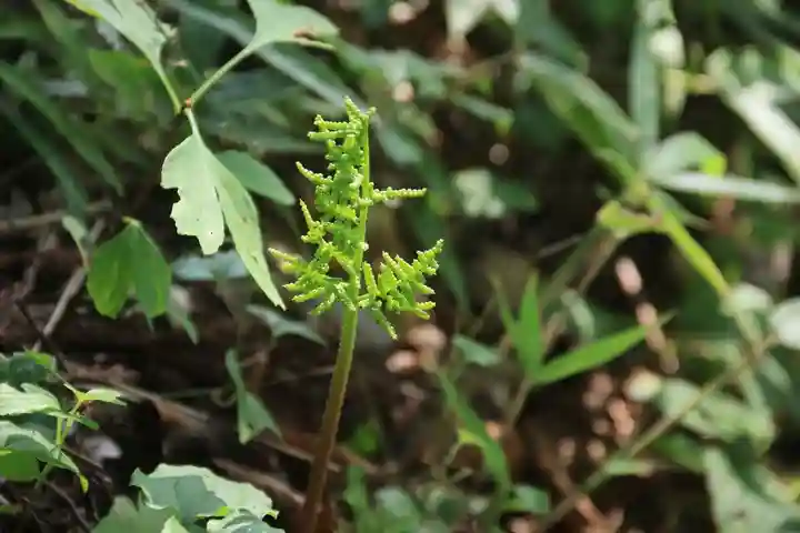 阿久津「田村神社」(郡山市阿久津町)旧社名:伊豆箱根三嶋三社の自然