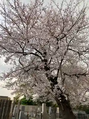 池上本門寺の自然