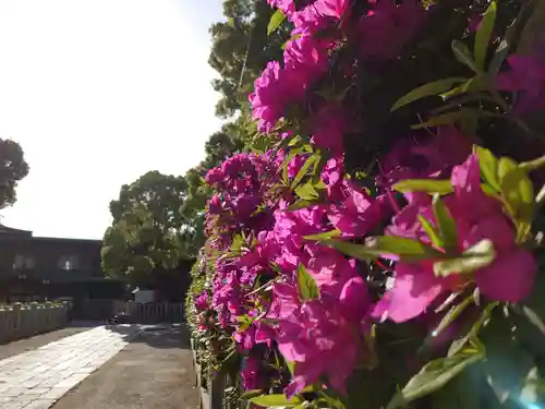 和泉國一之宮　大鳥大社の自然