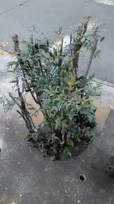 出世稲荷神社の自然