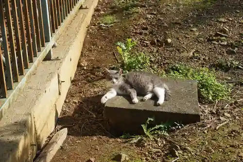 唐澤山神社の動物