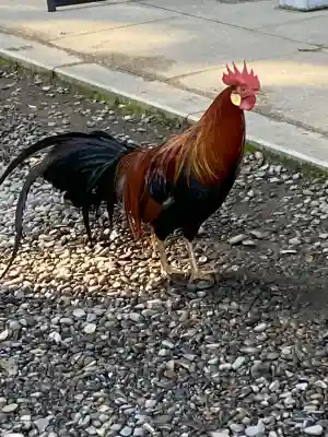 大甕神社(茨城県)