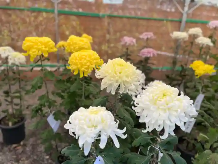 高麗神社(埼玉県)