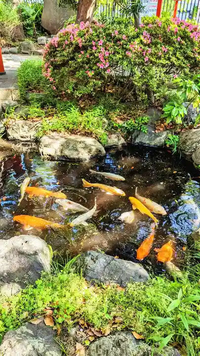 千葉神社の動物