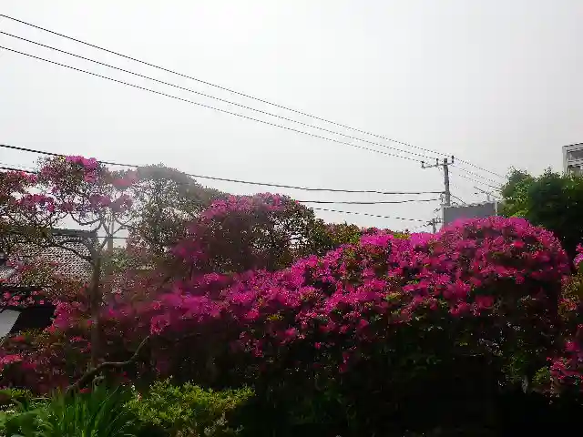 安養院 (田代寺)の自然