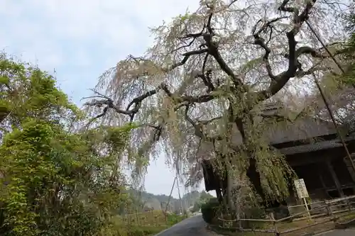 西光寺の自然