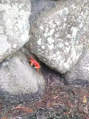 秋葉神社の動物